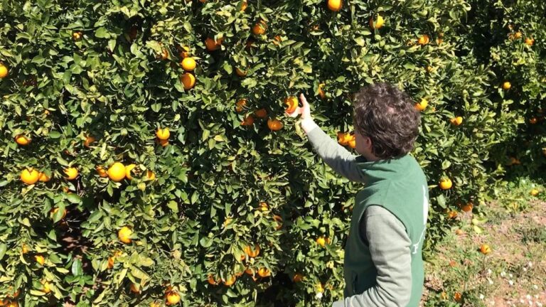 Oportunidades de empleo como recolector en la Campaña de la Naranja: Sueldos desde 1.200€ te esperan en Valencia y Castellón